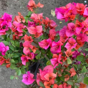 Red Bougainvillea Temple Fire - Flowering Vine Plant - 1 ft Tall - 6
