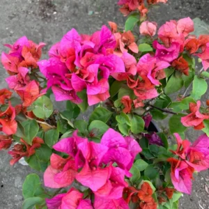Red Bougainvillea Temple Fire - Flowering Vine Plant - 1 ft Tall - 6" Pot