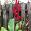 Red Canna Lily Indica Indian Shot Bulbs Edible Canna Roots- 3 Rhizome Bareroot