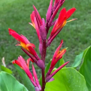 Red Canna Lily Indica Indian Shot Bulbs Edible Canna Roots- 3 Rhizome Bareroot