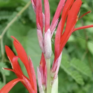 Red Canna Lily Indica Indian Shot Bulbs Edible Canna Roots- 3 Rhizome Bareroot
