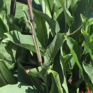 Red Canna Lily Indica Indian Shot Bulbs Edible Canna Roots- 3 Rhizome Bareroot