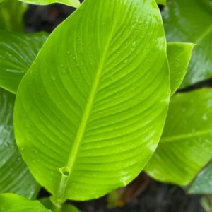 Red Canna Lily Indica Indian Shot Bulbs Edible Canna Roots- 3 Rhizome Bareroot