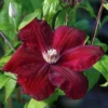 Red Cardinal Clematis Vine - 2.5" Pot - Velvety Crimson Flowers - Climbing Vine