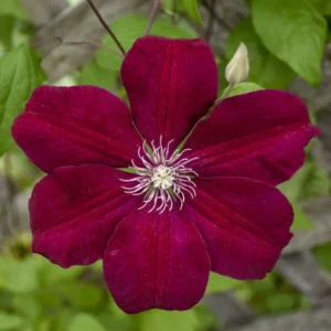 Red Cardinal Clematis Vine - 2.5