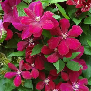 Red Cardinal Clematis Vine - 2.5