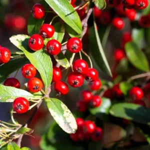 Red Chokeberry Aronia Arbutifolia Berry Bush - 16-20