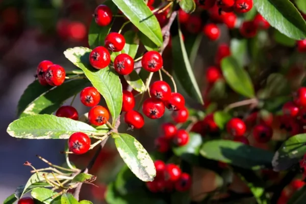 Red Chokeberry Aronia Arbutifolia Berry Bush - 16-20" Plant in 1 Gallon Pot