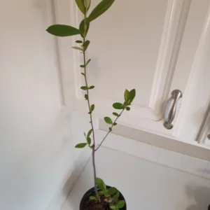 Red Chokeberry Aronia Arbutifolia Berry Bush - 16-20" Plant in 1 Gallon Pot