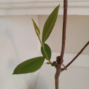 Red Chokeberry Aronia Arbutifolia Berry Bush - 16-20