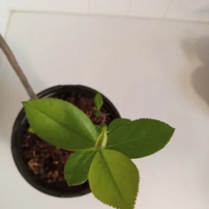 Red Chokeberry Aronia Arbutifolia Berry Bush - 16-20