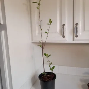 Red Chokeberry Aronia Arbutifolia Berry Bush - 16-20