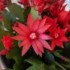 Red Easter Cactus Live Plant, 2 Inch Pot, 5 Inch Tall Spring Cactus