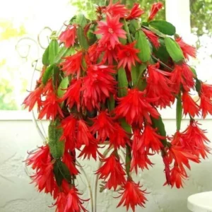 Red Easter Cactus Live Plant, 2 Inch Pot, 5 Inch Tall Spring Cactus