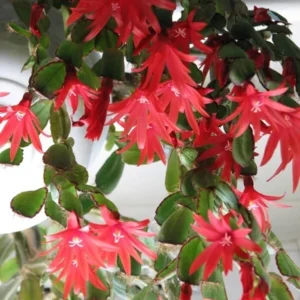 Red Easter Cactus Live Plant, 2 Inch Pot, 5 Inch Tall Spring Cactus