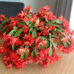 Red Easter Cactus Live Plant, 2 Inch Pot, 5 Inch Tall Spring Cactus