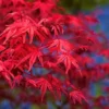 Red Leaf Japanese Maple Tree - Acer Palmatum Var. Atropurpureum - 2 to 3' Shrub - NOT SHIP AK, HI
