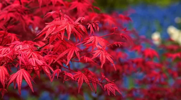 Red Leaf Japanese Maple Tree - Acer Palmatum Var. Atropurpureum - 2 to 3' Shrub - NOT SHIP AK, HI