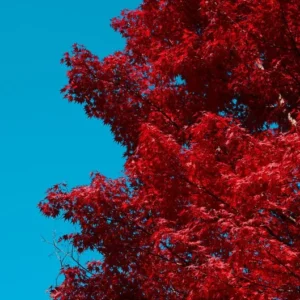 Red Leaf Japanese Maple Tree - Acer Palmatum Var. Atropurpureum - 2 to 3' Shrub - NOT SHIP AK, HI