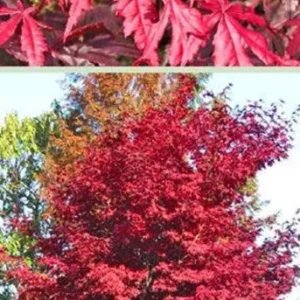 Red Leaf Japanese Maple Tree - Acer Palmatum Var. Atropurpureum - 2 to 3' Shrub - NOT SHIP AK, HI