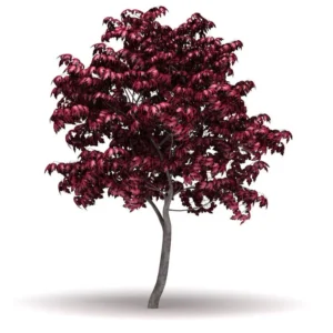 Red Leaf Japanese Maple Tree - Acer Palmatum Var. Atropurpureum - 2 to 3' Shrub - NOT SHIP AK, HI