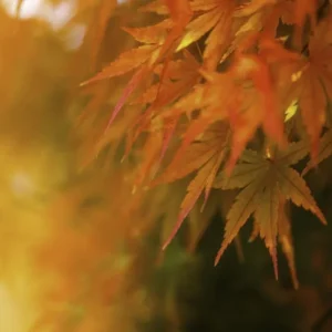 Red Leaf Japanese Maple Tree - Acer Palmatum Var. Atropurpureum - 2 to 3' Shrub - NOT SHIP AK, HI