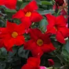 Red Mandevilla Plants - Set of 2 Live Tropical Vines for Outdoor Gardens - 4 to 6 Inch