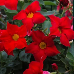 Red Mandevilla Plants - Set of 2 Live Tropical Vines for Outdoor Gardens - 4 to 6 Inch