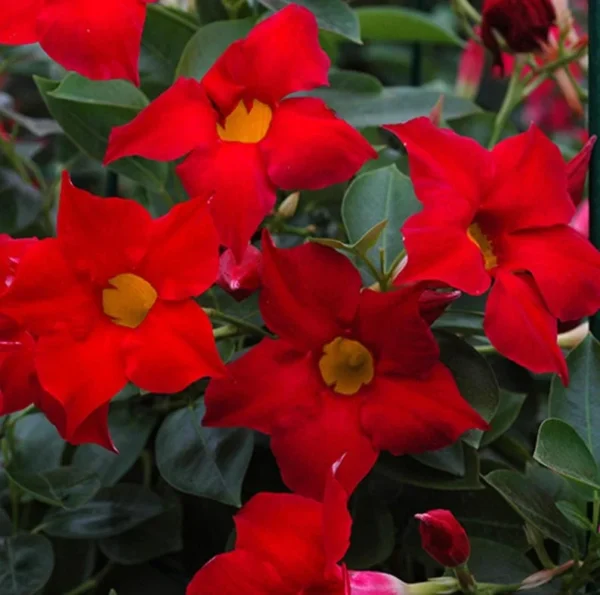 Red Mandevilla Plants - Set of 2 Live Tropical Vines for Outdoor Gardens - 4 to 6 Inch
