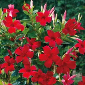 Red Mandevilla Plants - Set of 2 Live Tropical Vines for Outdoor Gardens - 4 to 6 Inch
