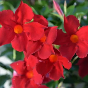Red Mandevilla Plants - Set of 2 Live Tropical Vines for Outdoor Gardens - 4 to 6 Inch