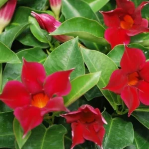Red Mandevilla Plants - Set of 2 Live Tropical Vines for Outdoor Gardens - 4 to 6 Inch