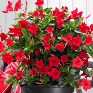 Red Mandevilla Plants - Set of 2 Live Tropical Vines for Outdoor Gardens - 4 to 6 Inch