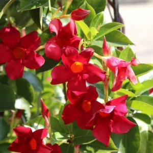 Red Mandevilla Plants - Set of 2 Live Tropical Vines for Outdoor Gardens - 4 to 6 Inch