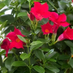 Red Mandevilla Plants - Set of 2 Live Tropical Vines for Outdoor Gardens - 4 to 6 Inch