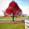 Red Maple Tree 2-Pack - Acer Rubrum - Large Shade Tree with Fall Color - NOT SHIP AK, HI