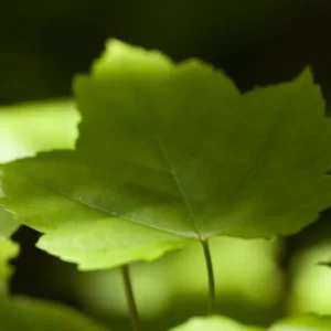 Red Maple Tree 2-Pack - Acer Rubrum - Large Shade Tree with Fall Color - NOT SHIP AK, HI