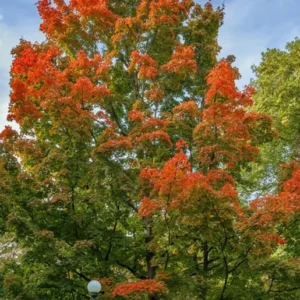 Red Maple Tree 2-Pack - Acer Rubrum - Large Shade Tree with Fall Color - NOT SHIP AK, HI
