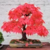 Red Maple Tree Acer rubrum Plant 8-12 inch Potted Seedling - Fall Color