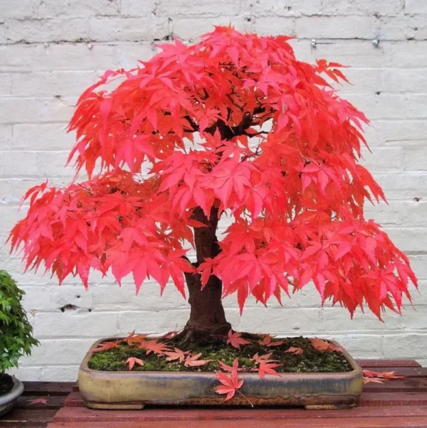 Red Maple Tree Acer rubrum Plant 8-12 inch Potted Seedling - Fall Color
