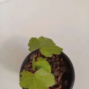 Red Maple Tree Acer rubrum Plant 8-12 inch Potted Seedling - Fall Color