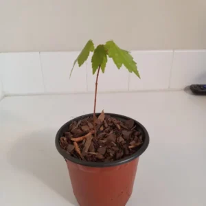 Red Maple Tree Acer rubrum Plant 8-12 inch Potted Seedling - Fall Color