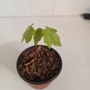 Red Maple Tree Acer rubrum Plant 8-12 inch Potted Seedling - Fall Color