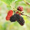 Red Mulberry Tree - Morus Rubra - Edible Purple-Black Fruit - Fast Growing Tree