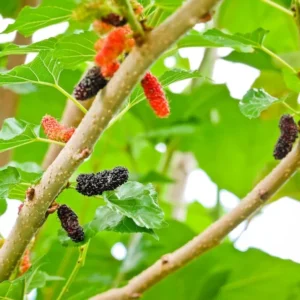 Red Mulberry Tree - Morus Rubra - Edible Purple-Black Fruit - Fast Growing Tree