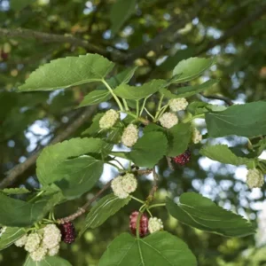 Red Mulberry Tree - Morus Rubra - Edible Purple-Black Fruit - Fast Growing Tree
