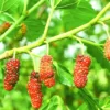 Red Mulberry Tree - Morus rubra Plant - Fruit Tree - 1 Gallon Pot - 12-18 Inches