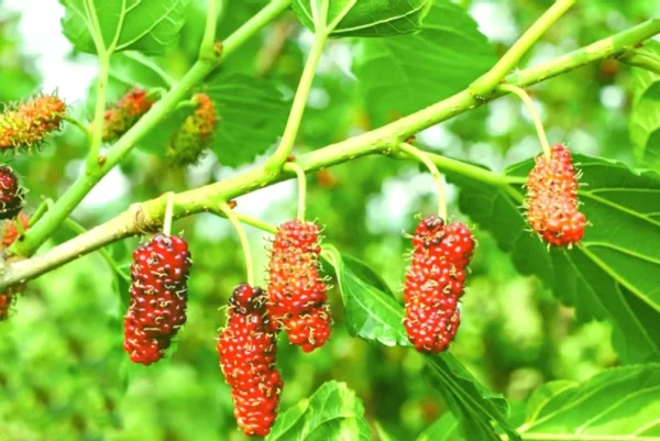 Red Mulberry Tree - Morus rubra Plant - Fruit Tree - 1 Gallon Pot - 12-18 Inches