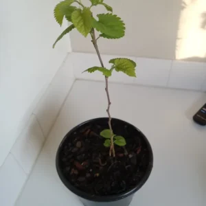 Red Mulberry Tree - Morus rubra Plant - Fruit Tree - 1 Gallon Pot - 12-18 Inches