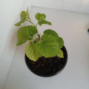 Red Mulberry Tree - Morus rubra Plant - Fruit Tree - 1 Gallon Pot - 12-18 Inches